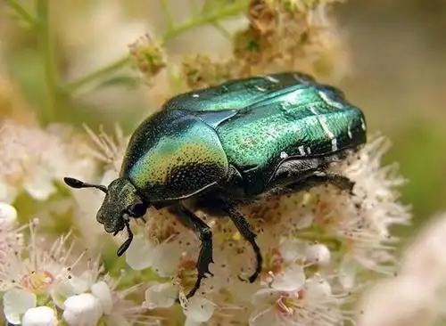 首页> 电商资讯 > 核桃树铜绿金龟的防治要点幼虫危害地下组织.