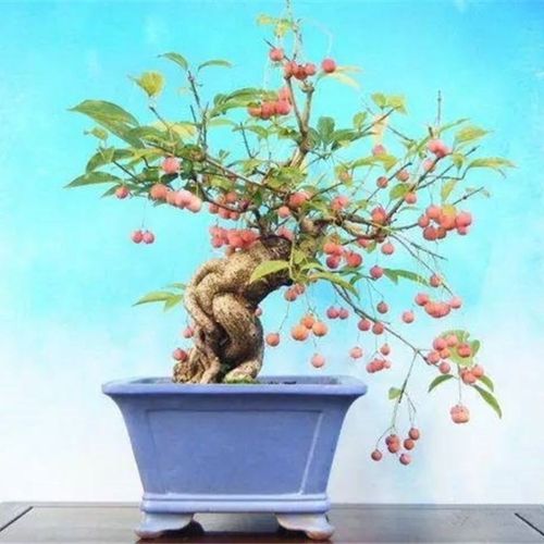 真弓卫矛盆景 微型盆景 小盆景