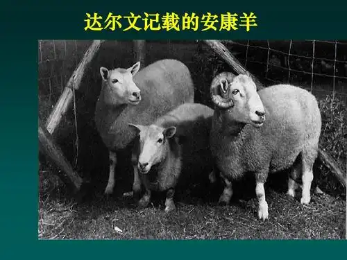 人教版八年级生物下册第七单元第二章第五节生物的变异ppt