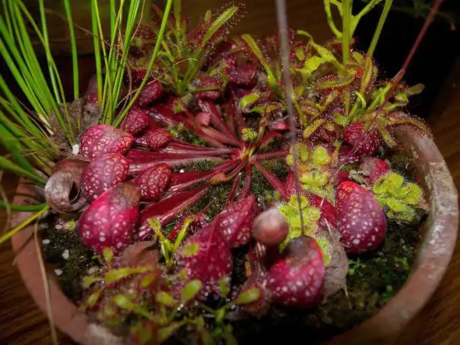 鹦鹉瓶子草是一种相对体形较大气质高雅的食虫植物颜色鲜艳绚丽