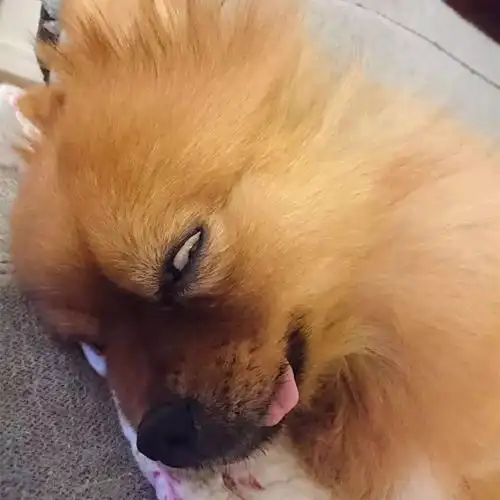 所以,这下知道狗狗为什么对你翻白眼了吧!#宠物#,#宠物行为