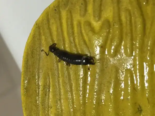 这是什么虫子?左边是头右边是尾巴有两个大鄂钳!