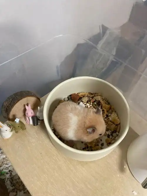 第一次养金丝熊