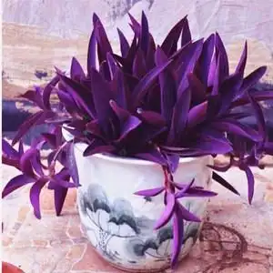 紫色吊兰紫竹梅紫罗兰水培土培室内外花卉绿植盆栽喜光垂吊鸭跖草