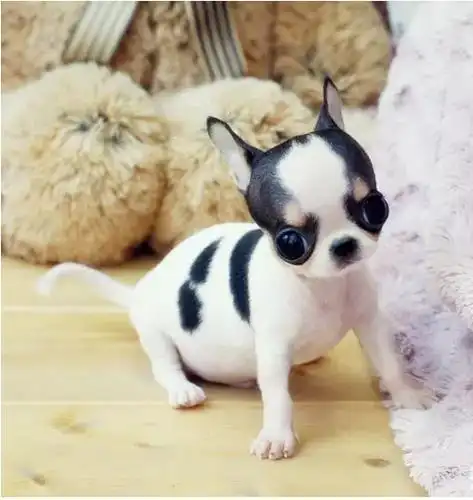 虎威犬舍墨西哥袖珍吉娃娃出售血统好