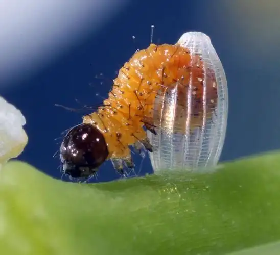 用显微镜发现微观美景:毛毛虫破卵