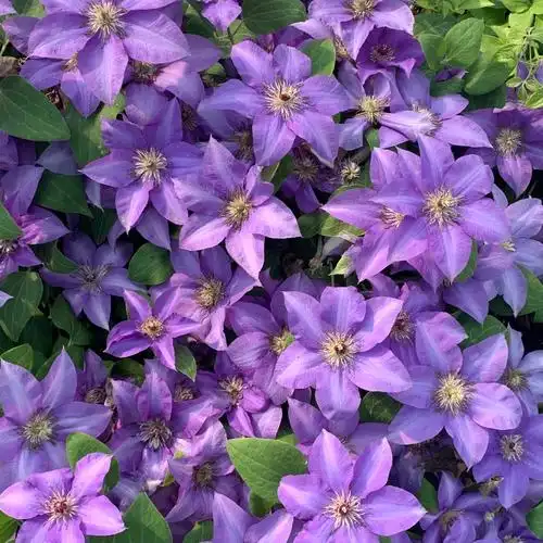 铁线莲里昂皮卡卡迪小鸭如梦瑞贝卡巴黎风情小美人鱼时令草本花卉