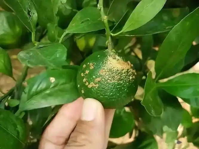 柑橘疮痂病症状病原及发病规律_幼果_叶片_粉剂