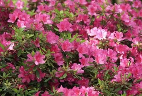 各施肥1次,剪除过密内膛枝,截短徒长枝,剪去枯枝和病枝,保证毛娟能