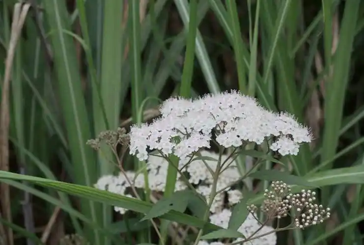 是蔷薇科 a href="#" data-lemmaid="8477824">绣线菊属 /a>植物