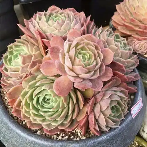 养了10年的多肉"昂斯诺",莲座美爆了,越养越喜欢