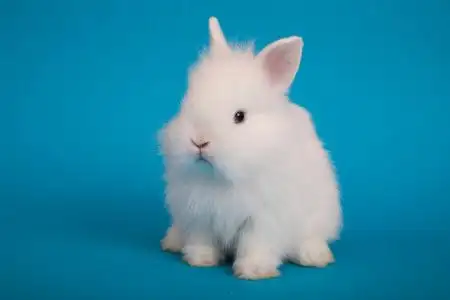 兔子尾巴摄影图-兔子尾巴图片大全-兔子尾巴照片-摄图新视界