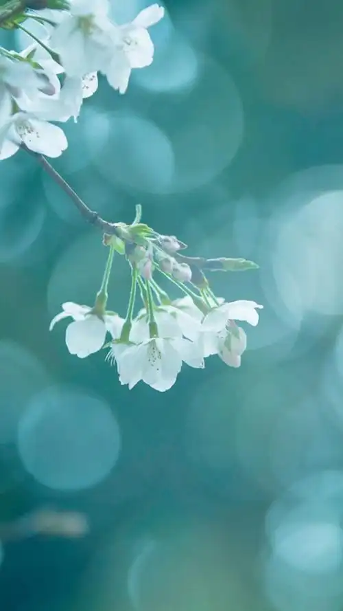 清新雅致花卉,高清图片,手机锁屏桌面-壁纸族