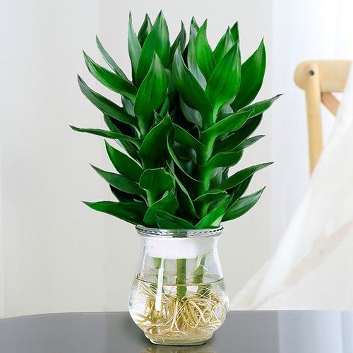 观音竹富贵竹水培花卉植物盆栽室内客厅带根转运竹水养绿植节节高