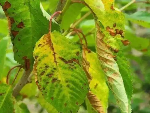 最容易出现药害的农药有哪些你知道吗