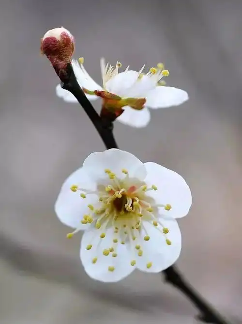 整个金华的梅花都悄悄开了,金华人的朋友圈正在被这些美景刷屏!