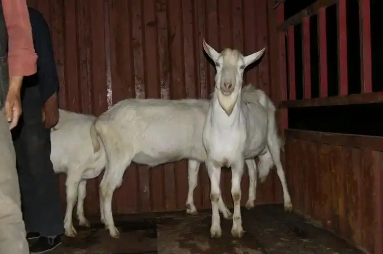 p>奶山羊,是乳用品种的 a href="#" data-lem