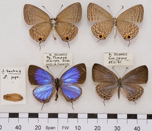 雅灰jamidesbochus小野小野家家的其他工艺饰品雅灰蝶jamidesbochus