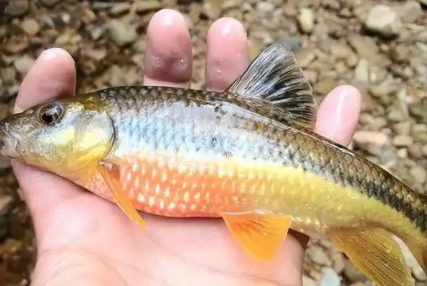 最大溪石斑鱼有多大(被称为淡水鱼极品)(6)