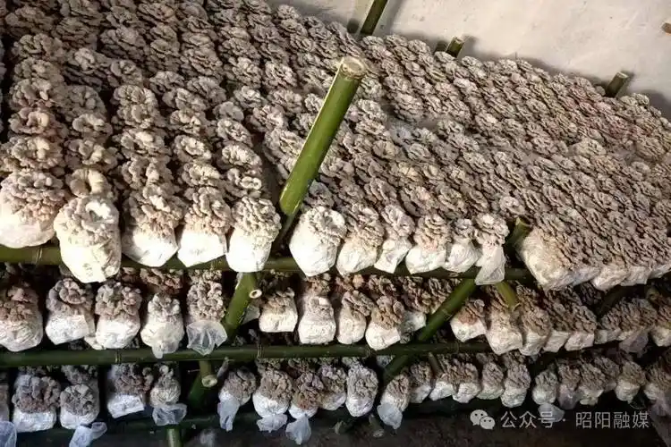 盘河头寨村试种成功白参菌_昭阳区_种植_氨基酸