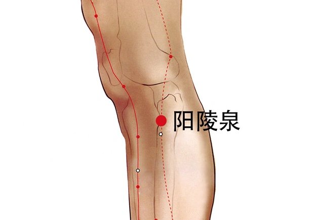 黄帝内经之奇经八脉:阳陵泉穴