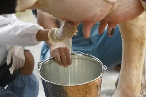 挤牛奶_大连图腾生物工程有限公司
