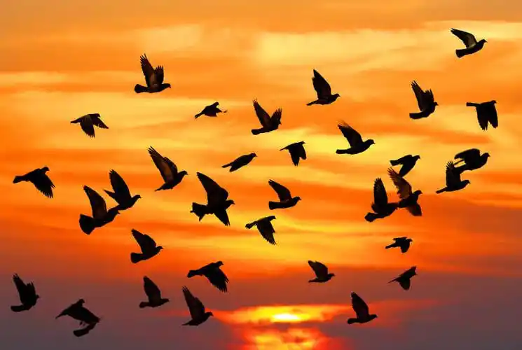 河里的一群白天鹅特写