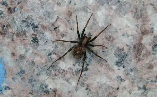 福建东部沿海某乡下蜘蛛种类鉴定