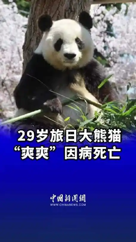 熊猫"爽爽"(雌性,1995年9月生)多年罹患心衰iv级(心脏病最严重的级别)