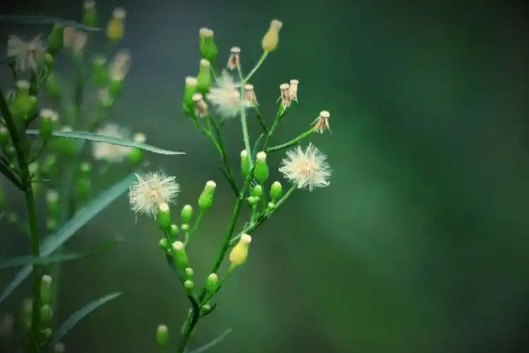 小蓬草【首发】