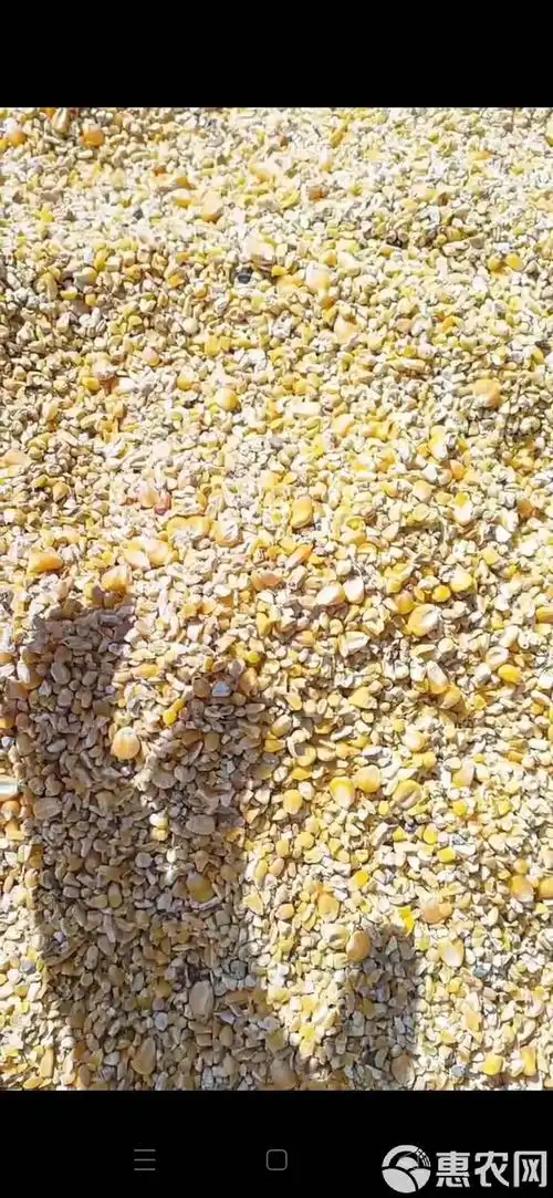 过风过筛,无土无沙无霉变,净粮碎玉米,适合猪牛羊鸡鸭鹅养殖使