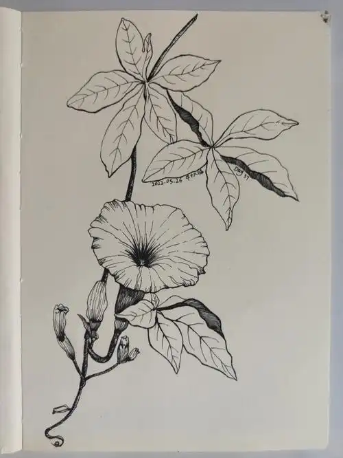 控笔day37牵牛花黑白线描过程临摹