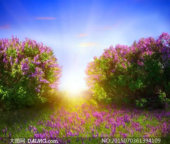 蓝天树木与花草植物等摄影高清图片