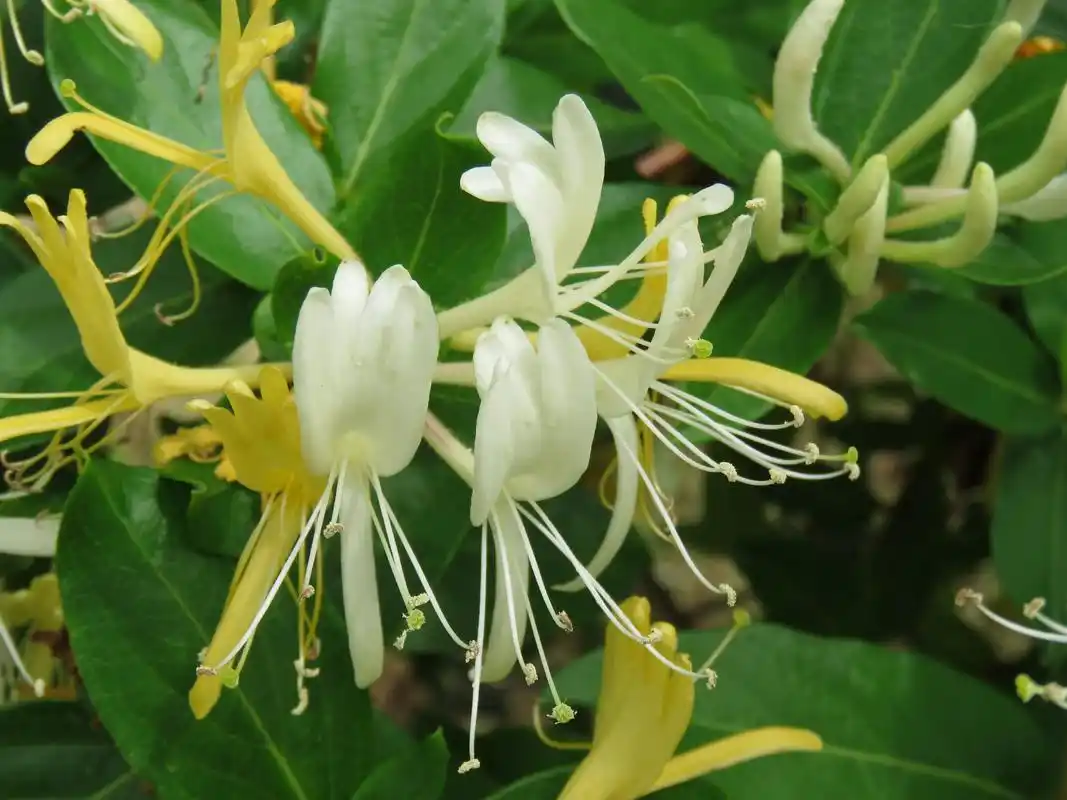 金银花,一种富有诗意和深意的花卉,因其花朵初开为白色,后转为黄色,故