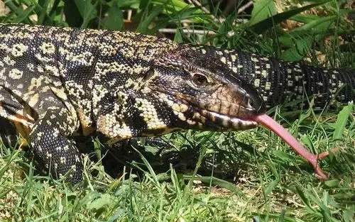 真的有蓝泰加这个物种吗?