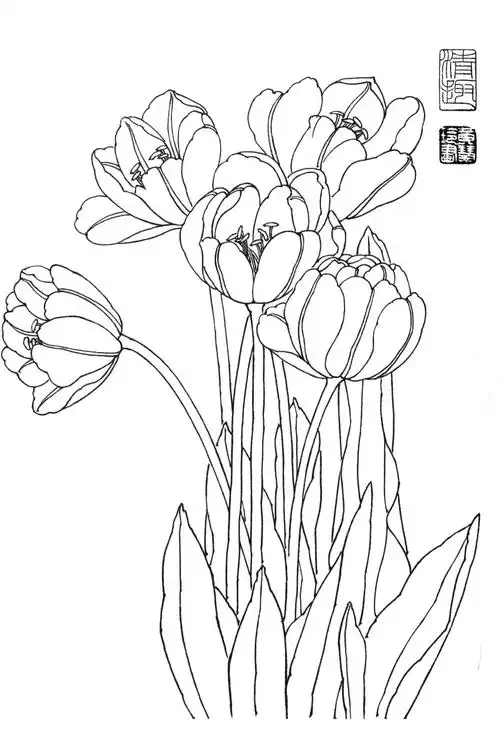 花卉白描玉兰花郁金香