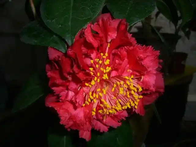 茶花——金蒂狮子头 - mychat 数位男女_花卉园艺