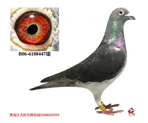 胡本大铭鸽"索尼号"重孙--"黑胡本"直子 保证金级 拍卖