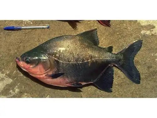 大鳃盖巨脂鲤 | colossoma macropomum(动物 | 辐鳍鱼类)