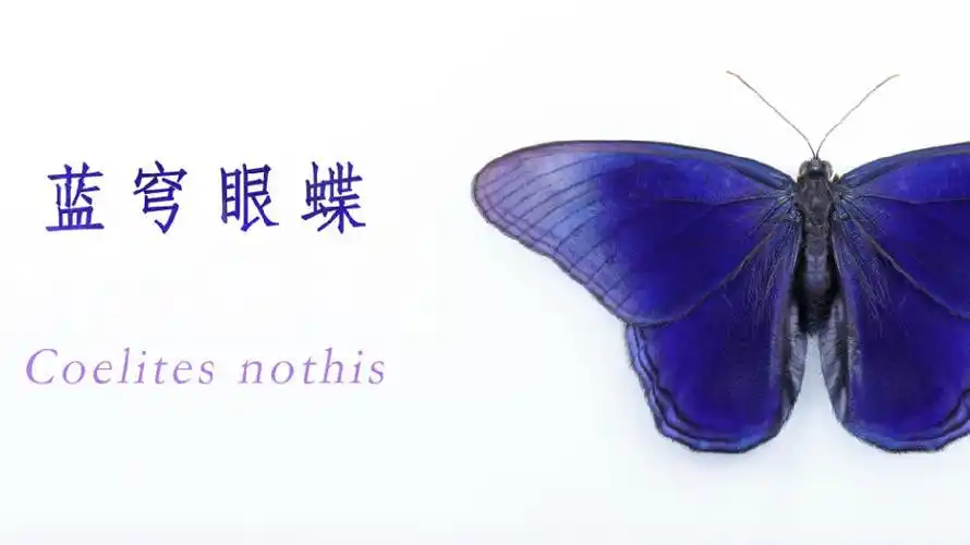 蓝穹眼蝶完整生活史