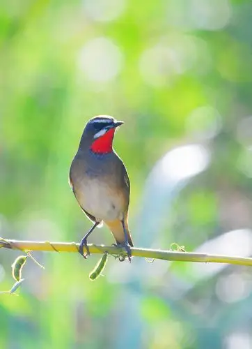 逆光的红靛颏首发原创