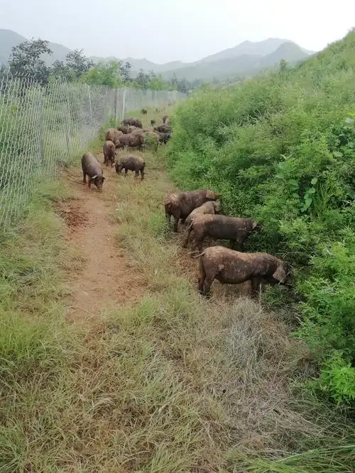 徐水区釡山乡小西庄村创建(生态黑猪养殖),帮扶建档立卡户再就业问题