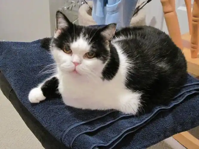 20个黑白条纹相间的猫品种(图片) - 东方短毛猫中间体 - 实验室设备网