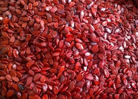 红瓜子是什么植物的果实