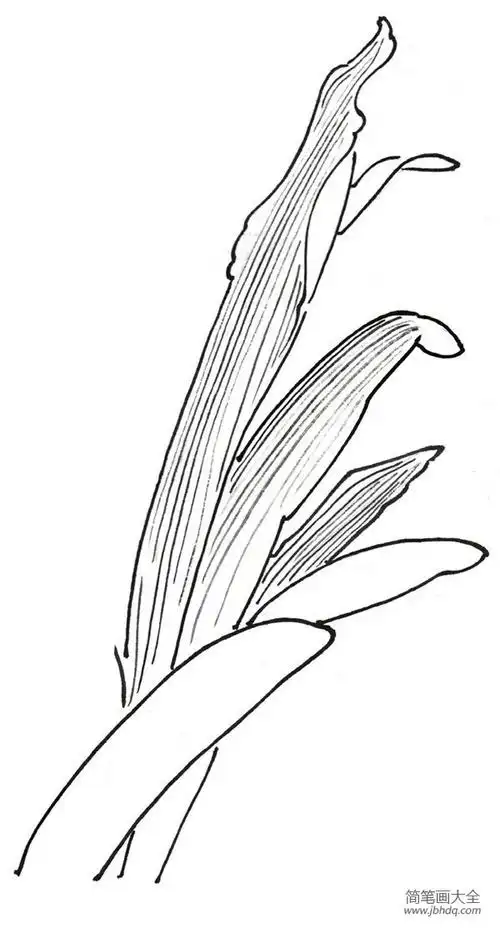 白描虎皮兰的绘画技法