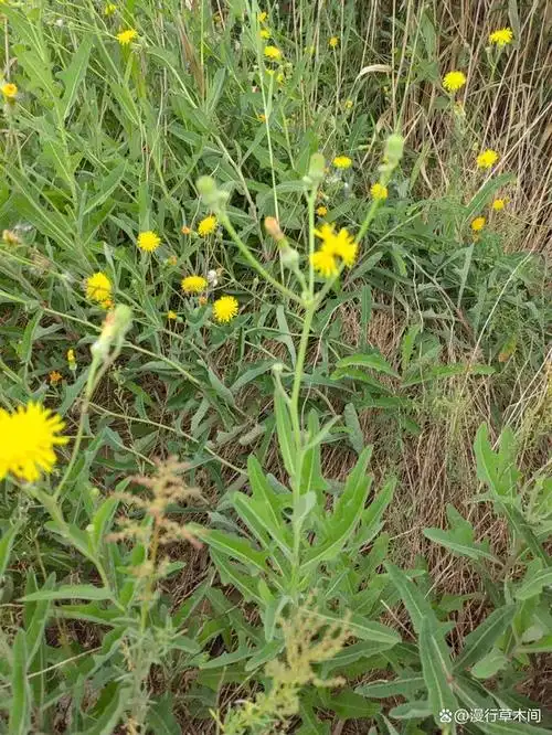 长裂苦苣菜丨俗称苣荬菜,曲曲菜,很像蒲公英的一种宝藏野菜