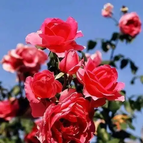 花的头像图片 花的头像微信头像_布阁拉