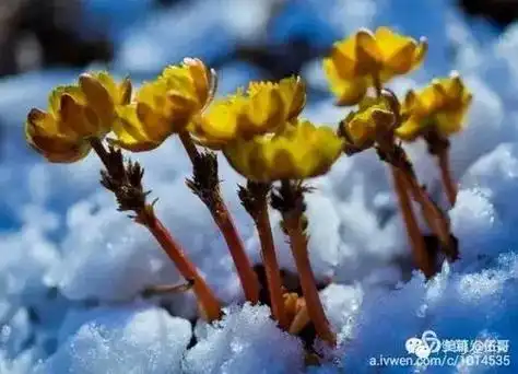 冰凌花,北方神奇的小野花,北方特有的小山花,北方三月,寒风凛 - 抖音