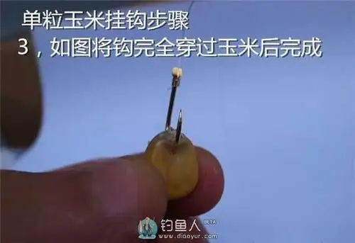 玉米粒钓鱼挂钩方法与垂钓技巧