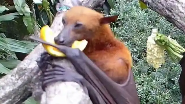 狗头蝙蝠,狗狗与蝙蝠的神奇合并变身